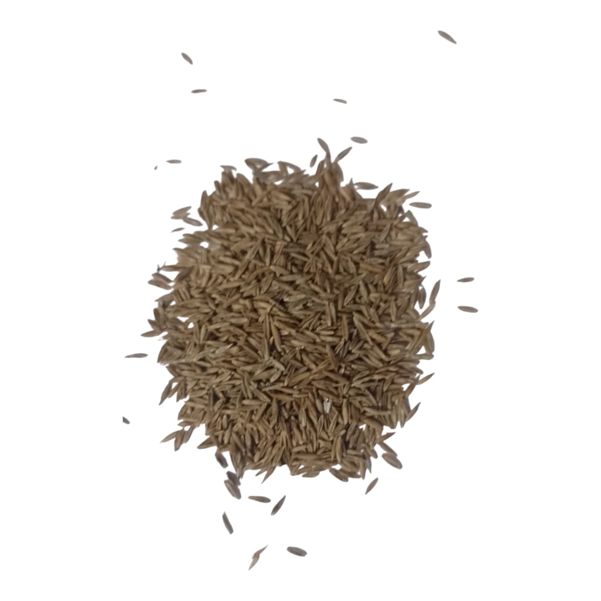 Semillas de Césped Premium 50g: El Pasto Perfecto y Verde para tu Jardín